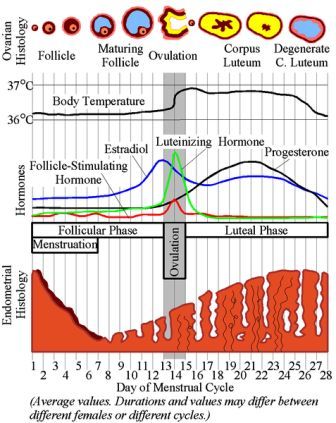 Free Ovulation Calendar and the Ovulation Cycle